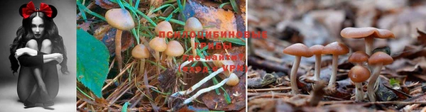 винт Майский