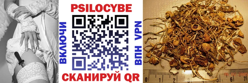 как найти   Елизаветинская  Галлюциногенные грибы Psilocybine cubensis 